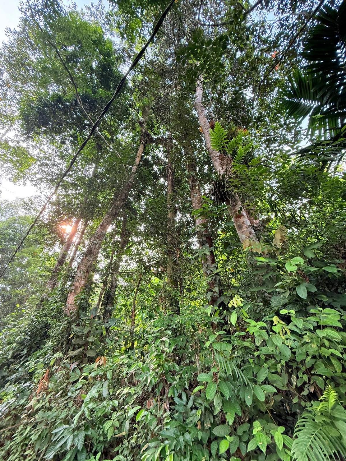 Sinharaja Vini Villa Deniyaya Exterior photo